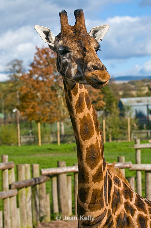 Giraffe - 7264 - Giraffes