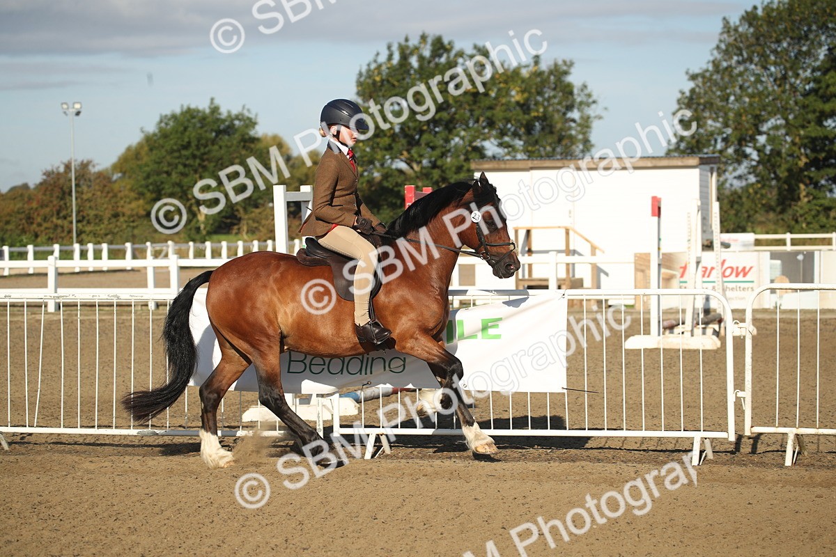 SBM_11518 - Class 502 - Riding Club Horse