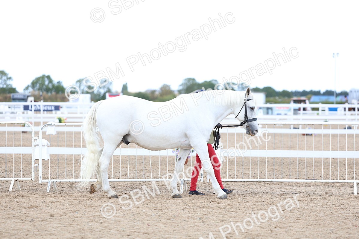 SBM_05003 - Class 27 - IH Competition Horse or Pony