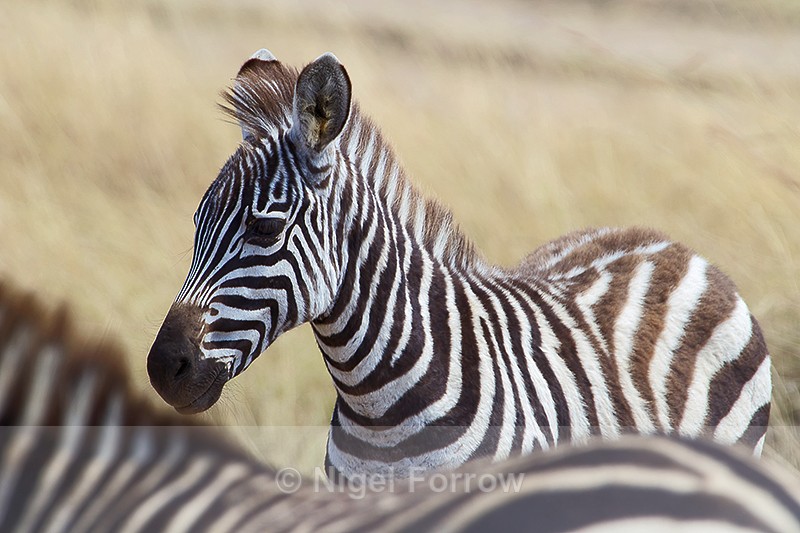 Young Zebra - Zebra