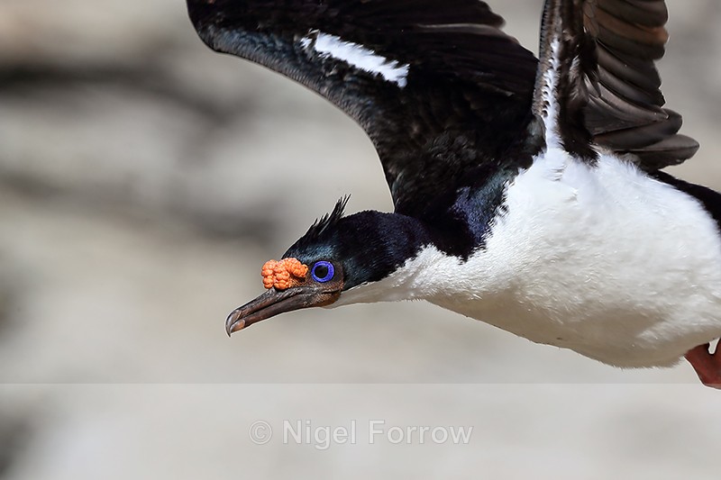 Imperial Shag close flypast, Carcass Island, Falklands - Imperial Shag