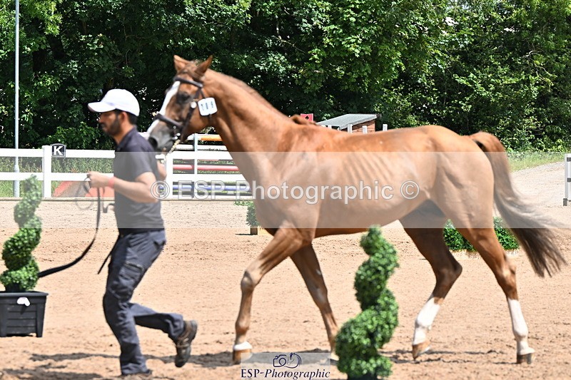 240718A-105250-01217 - Trot Up 12pm to 1pm