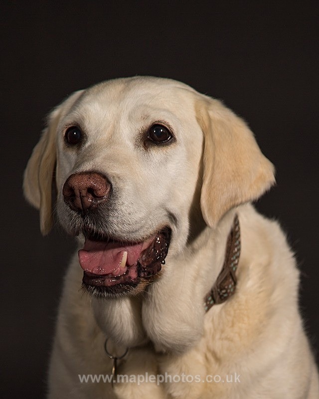 Golden Labrador Portrait - Dogs!