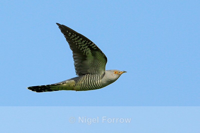 Cuckoo (male) in flight, Otmoor RSPB - Cuckoo