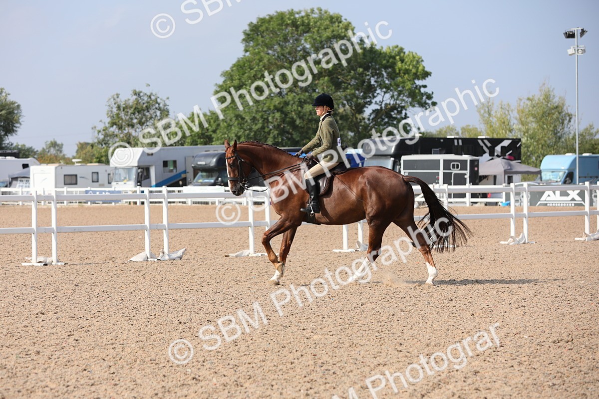 SBM_11379 - Class 305 Ridden Foreign Breeds- Pure Bred