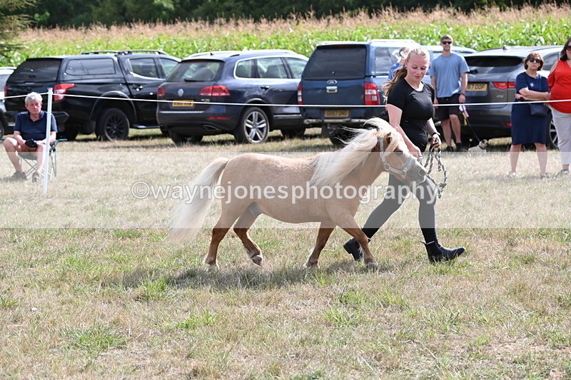 WJ6_6944 - Class 21 Shetland & Mini Horses