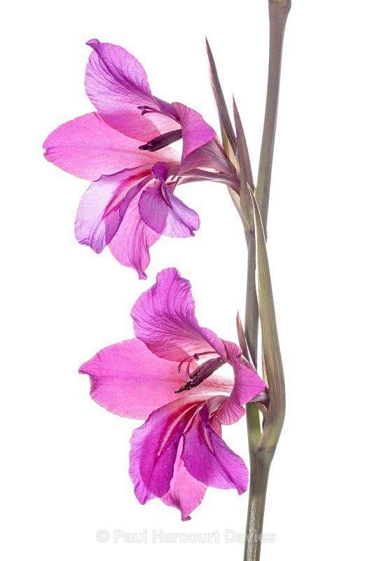 Field Gladiolus (Gladiolus italicus syn. G. segetum) - Plants - WB