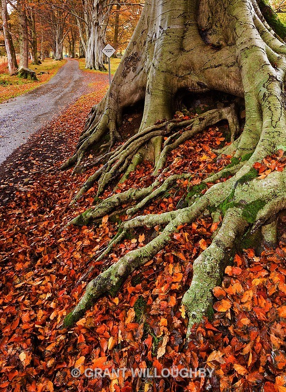  - Woods Trees Gorges and Waterfalls