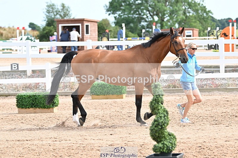 240717A-163726-03455 - Trot Up 4pm to 5pm