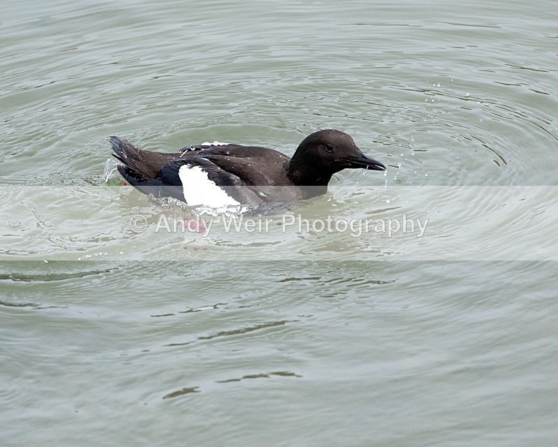 20110614-IMG_4636 - Guillemots