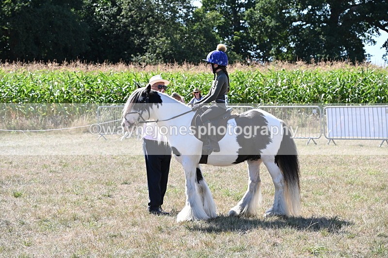 WJ6_8930 - Class 38 Ridden Riding Horse/Pony