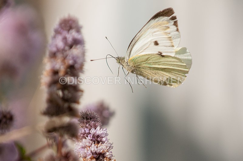 Large White - Wildlife