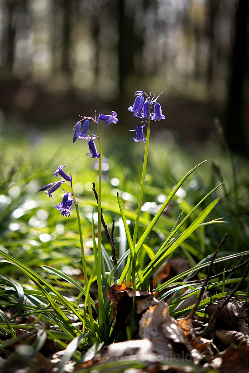  - Flowers