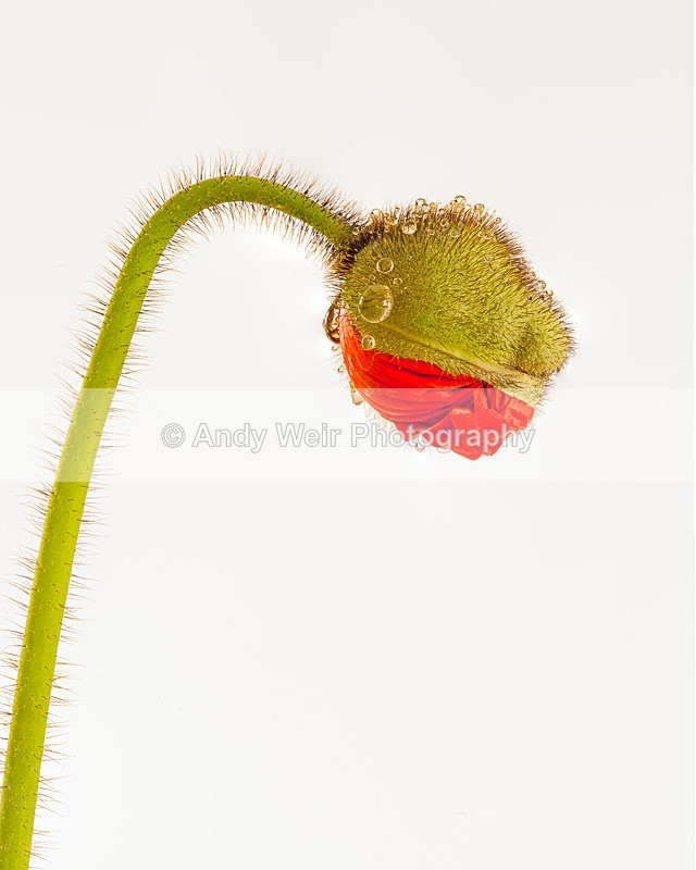Iceland Poppy1 - Plants & Flowers