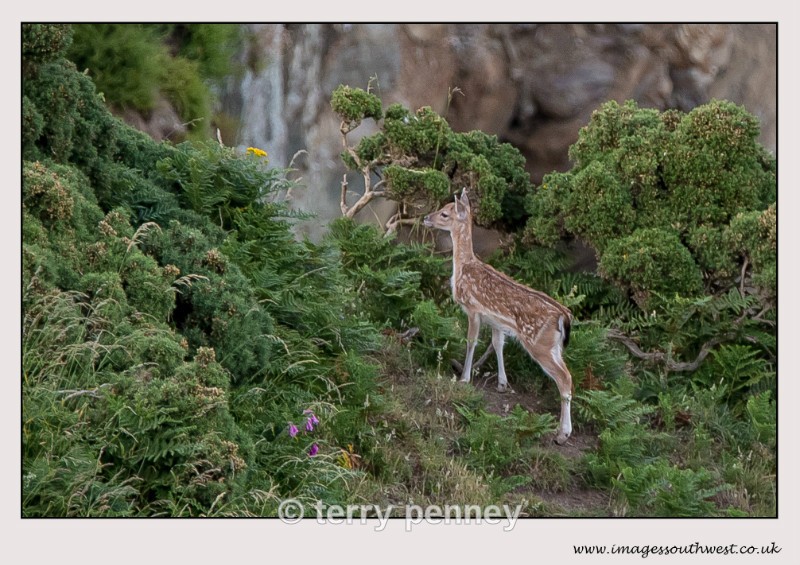  - Animals