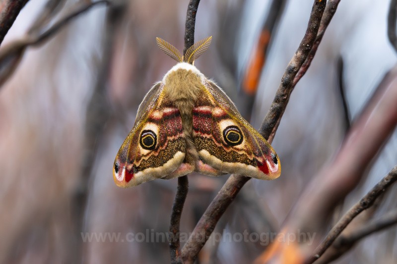 Emperor Moth   Ref1202 - macro and nature.
