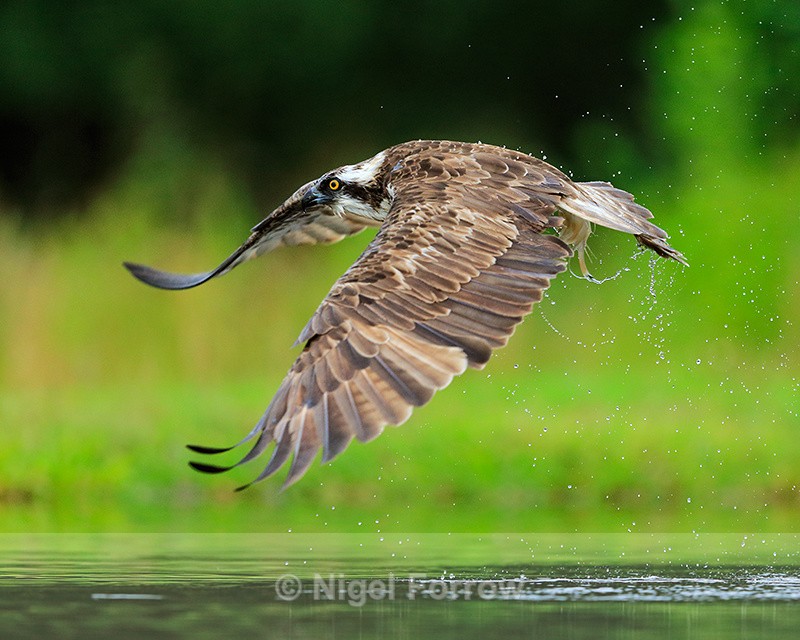 Rothiemurchus Osprey low over water - Osprey