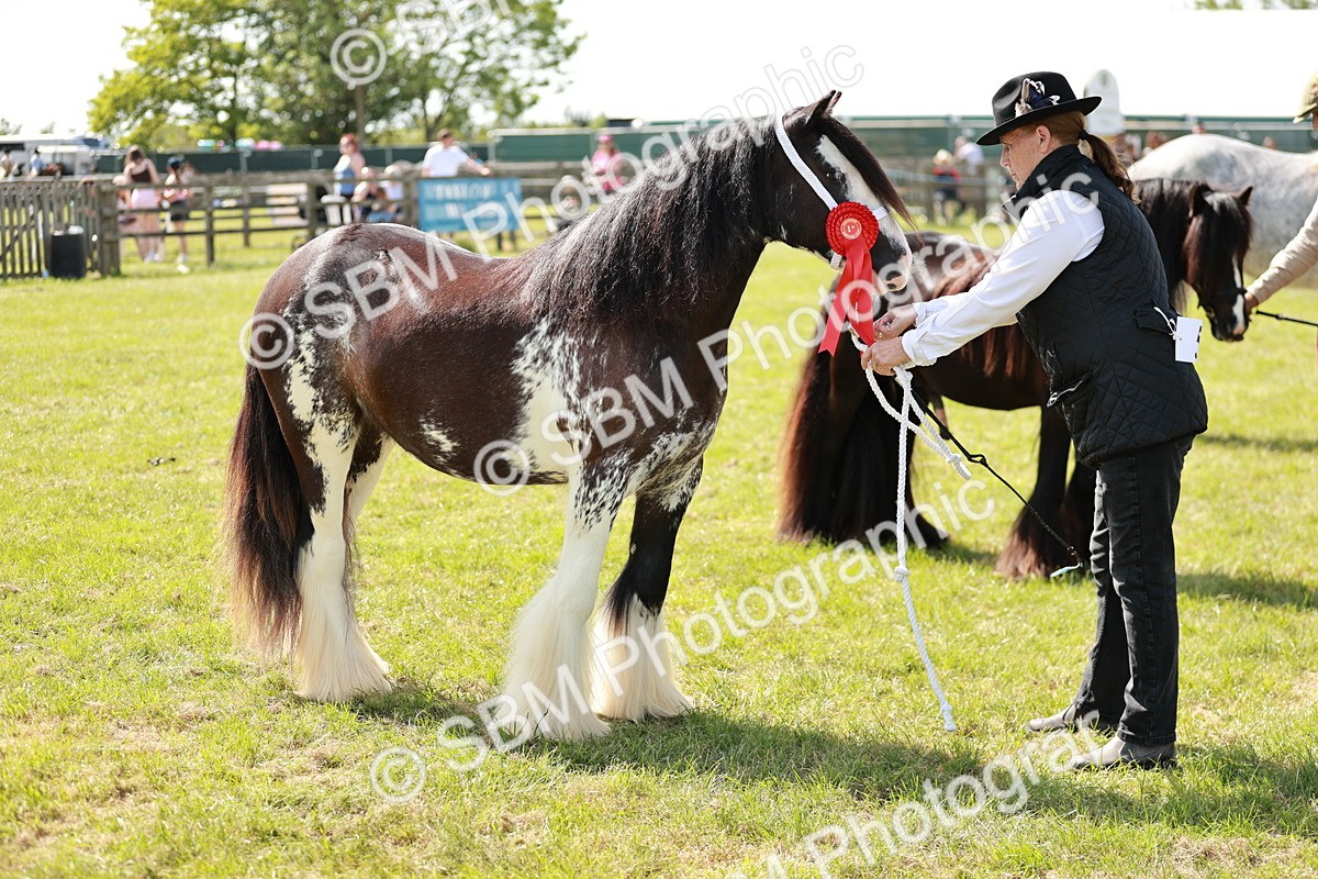 SBM_08689 - Class 63-65 - Traditional Gypsy Cobs In Hand & Ridden