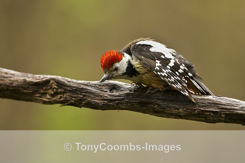 Middle-spotted Woodpecker - Drinking Pool Hides