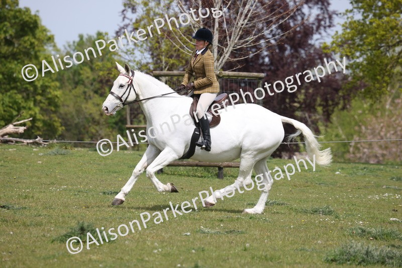 20260426-4419 - Class 34 - Best Riding Horse Over 14.2hh
