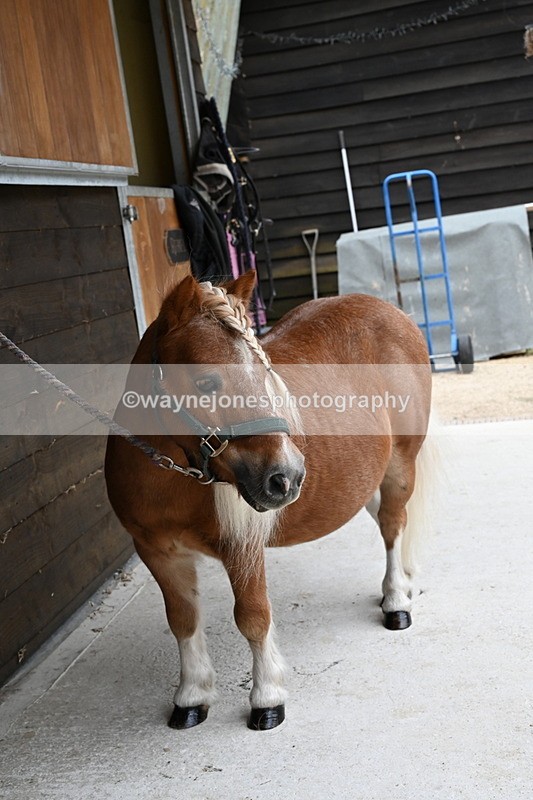 WJ6_2937 - Berks & Bucks - The Old farmhouse - Hound Exercise 20-08-25