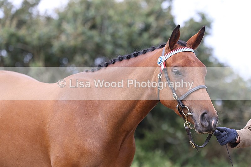 3E7A5563 - Class 20: Sports Horse In Hand