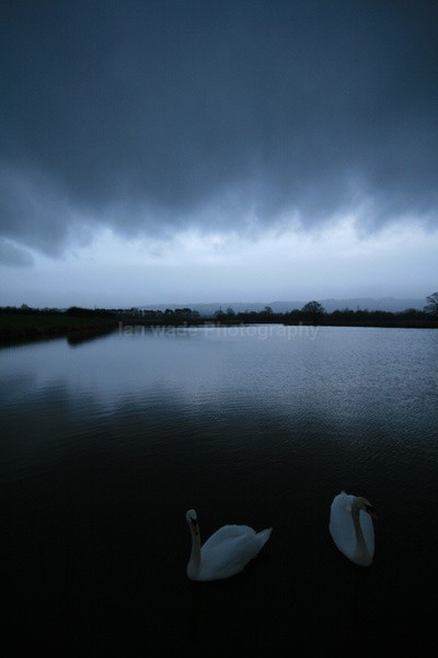 Swan Lake _S072 - Somerset landscape Photography