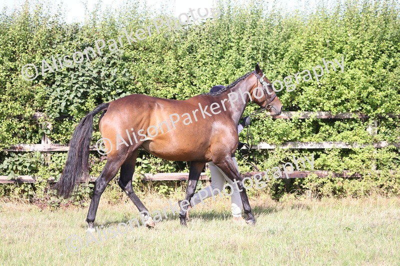 20260906-0696 - Class 22 - Ex Racehorse