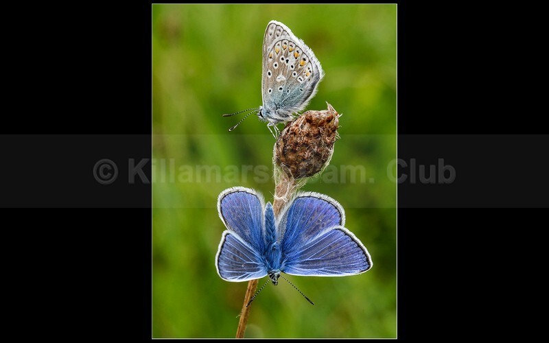 04 JohnKaperys_ Common Blue Butterflies - TOP IMAGES