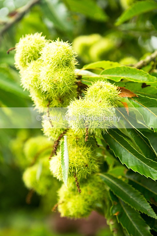 20131002-3K8A6731 - Trees & Shrubs