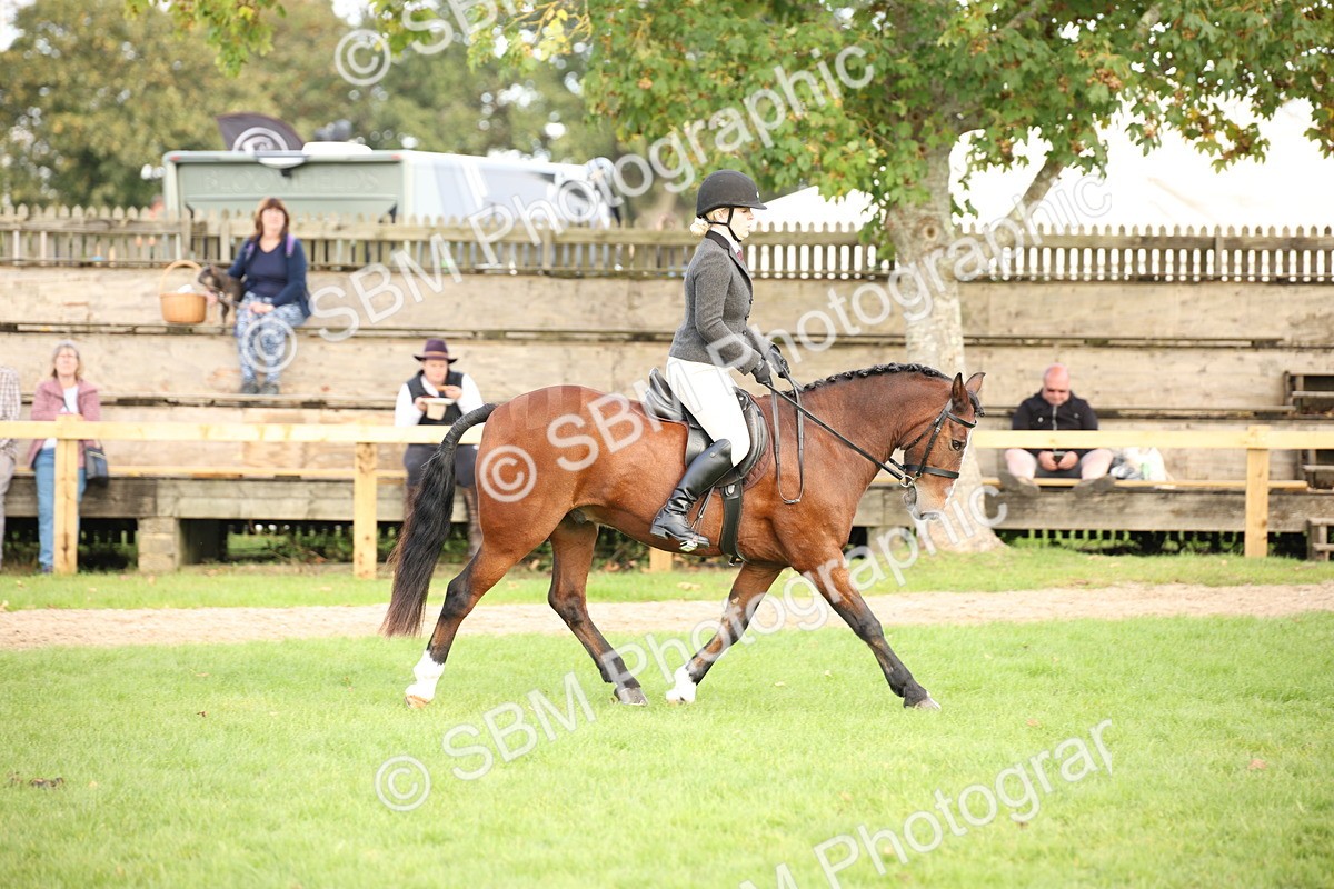 SBM_50234 - S26 - Young Veteran - Ridden