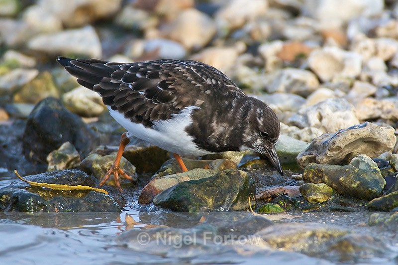 Turnstone looking for food on Brownsea Island - Turnstone