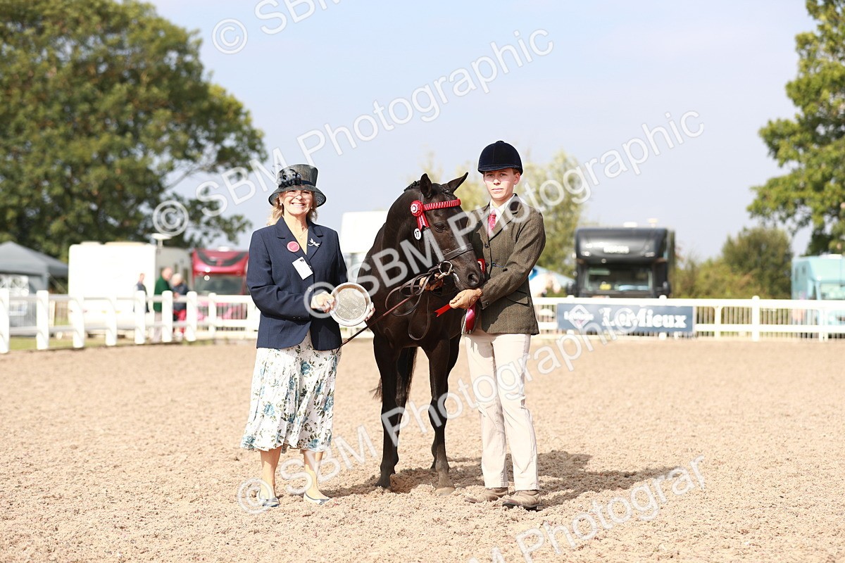SBM_11123 - Class 205 IH Show Pony/ Show Hunter Pony