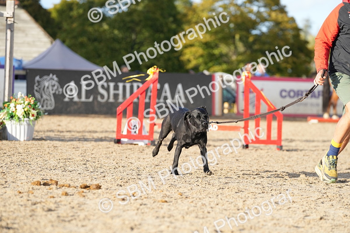 SBM_29374 - J44 - Horse & Hound Open 70cm