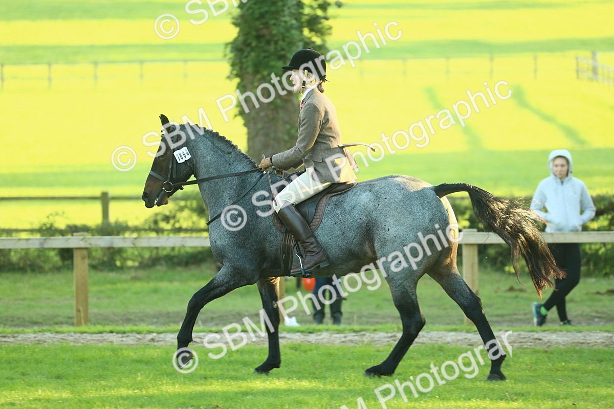 SBM_55627 - S14 - Riding Club Horse