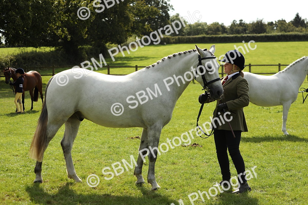 SBM_65590 - S48 - Show Pony & Show Hunter Pony In Hand