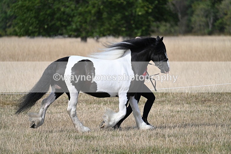 WJ7_8125 - In-hand Championship