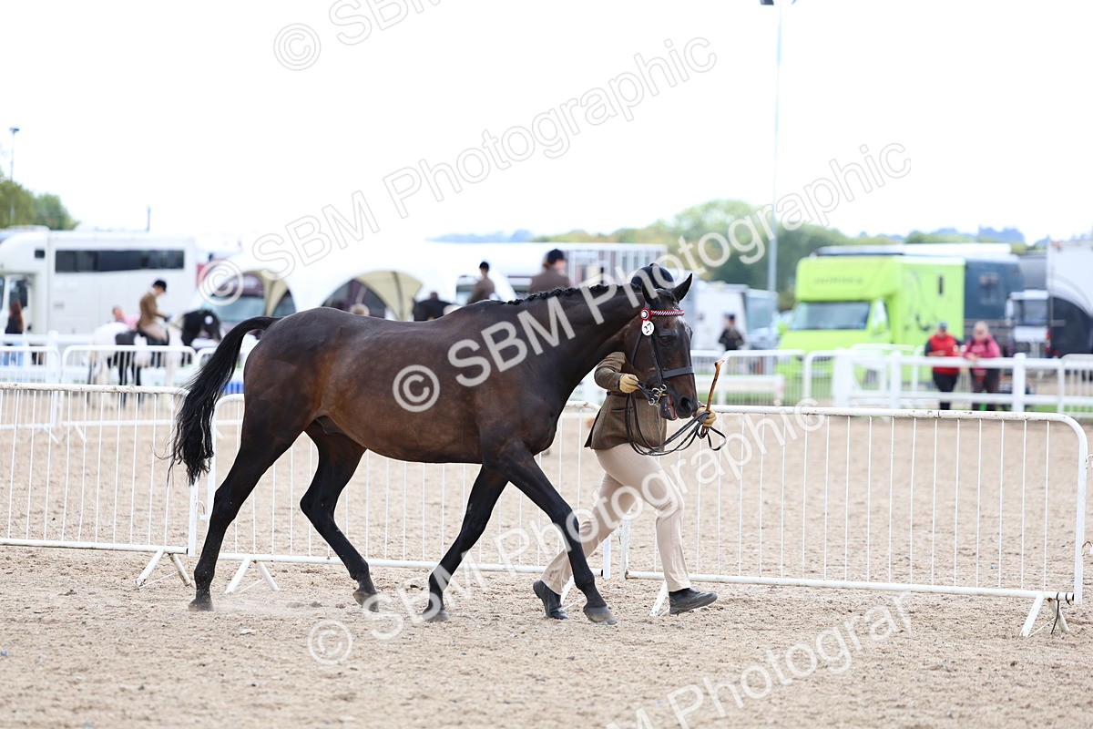 SBM_15252 - Class 313 - IH Retired Racehorse
