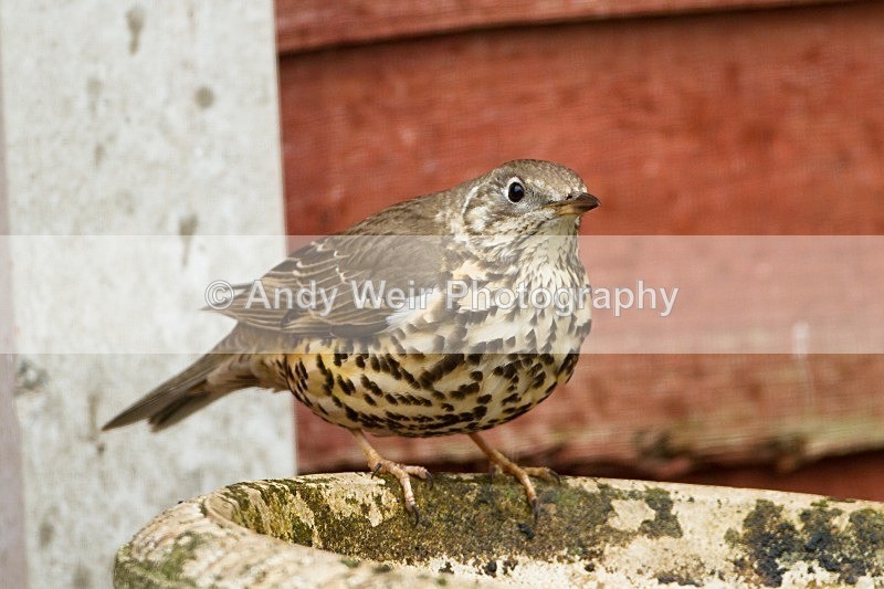 20120408-_MG_0267 - Thrushes