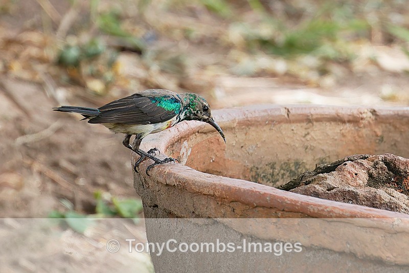 White-bellied Sunbird - The Gambia