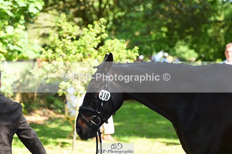 230524-151848-00201 - 319-RINGFORT_REVE_DU_MOULIN-Andrew_Downes-WEDTrotUp+DR