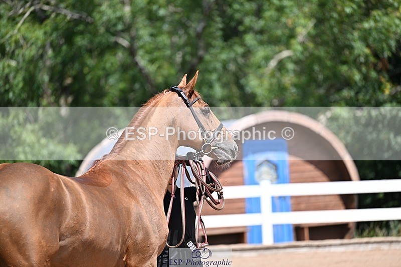 250716-123537-00062 - Trot Up 12.30 to 1.30