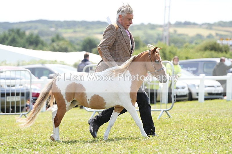 DSC06568 - Class 57: Miniature Horse 4yrs & over