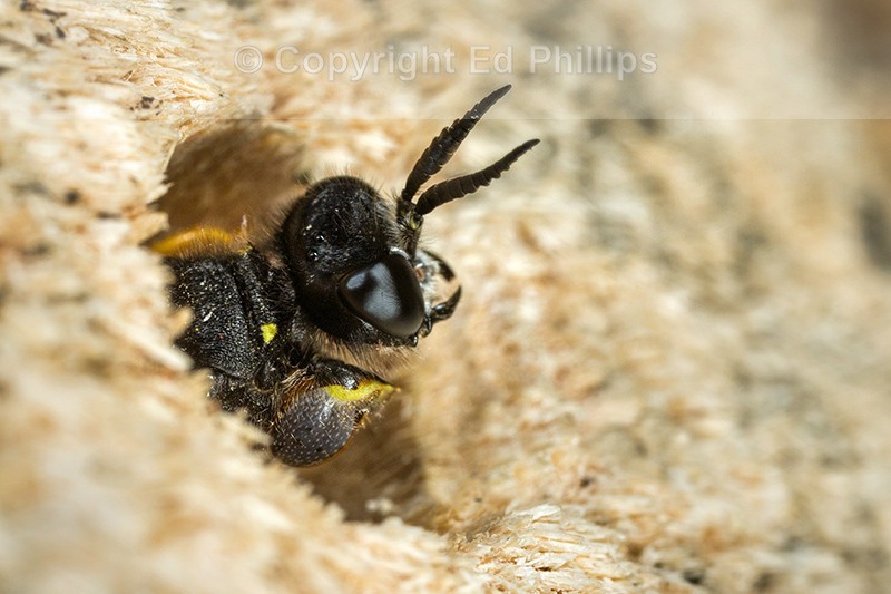 Crabro cribrarius (m)