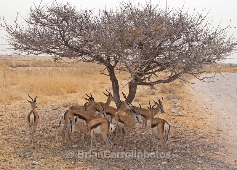  - African Safari Tour 09 Zambia, Botswana,Namibia & South Africa