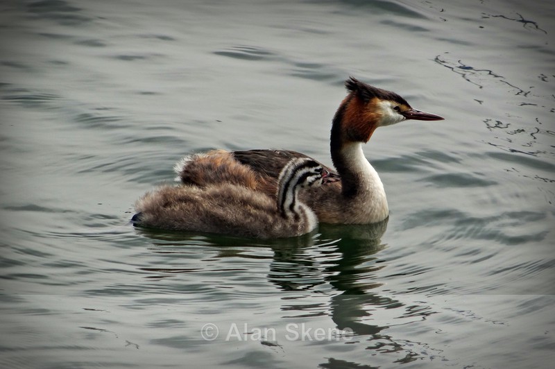 DSC00379 - Fauna