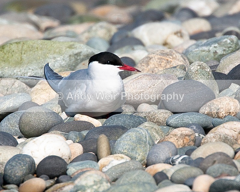 20090524-195 - Terns