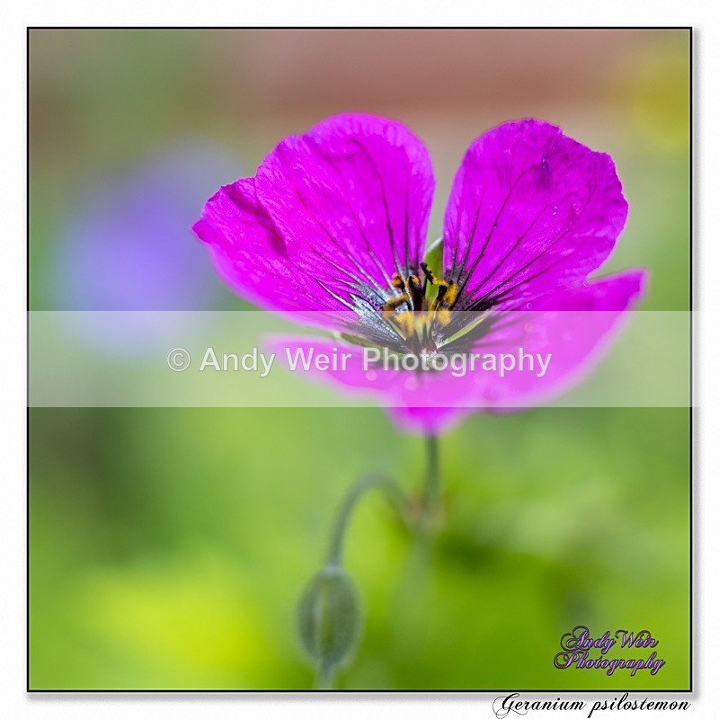 190614-untitled-1L4A1930-Edit - Plants & Flowers