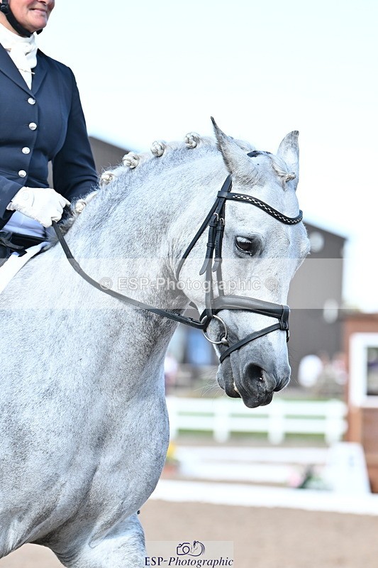 240816A-164035-06235 - 226-Sonya.Fitch-Peyton-THE.GREY.SWALLOW