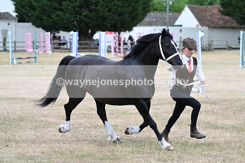 WJ7_8442 - Class 4 Prettiest Mare up to 14.2hh